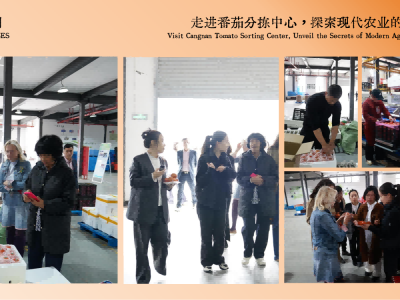 短视频代运营变现平台(短视频代运营赚钱吗)